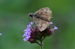 Erynnis
