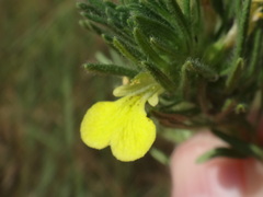 Ajuga chamaepitys