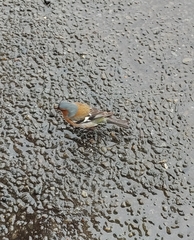 Fringilla coelebs gengleri