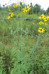 Coreopsis tripteris
