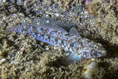 Gobius incognitus
