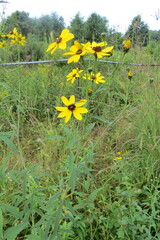Coreopsis tripteris