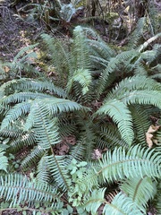 Polystichum