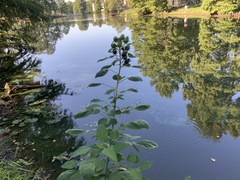 Hibiscus lasiocarpos