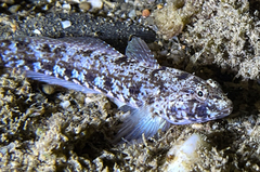 Gobius incognitus