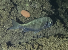 Sparus auratus