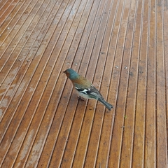 Fringilla coelebs gengleri