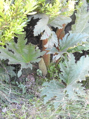 Gunnera tinctoria