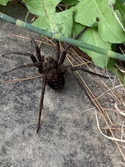 Tigrosa helluo