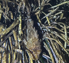 Scorpaena porcus