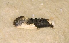 Monopis monachella
