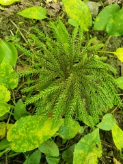 Dendrolycopodium