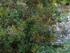 Pistacia terebinthus