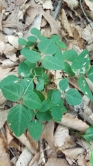 Amphicarpaea bracteata