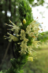 Agastache nepetoides