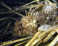 Scorpaena porcus