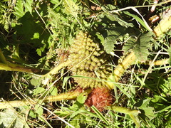 Gunnera tinctoria