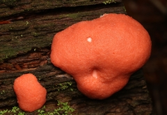Tubifera ferruginosa