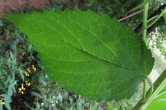 Agastache nepetoides