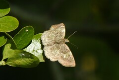 Xenophanes tryxus