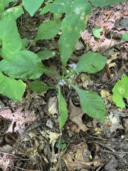 Elephantopus carolinianus