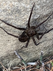 Tigrosa helluo