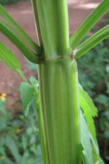 Agastache nepetoides