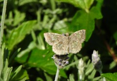 Xenophanes tryxus