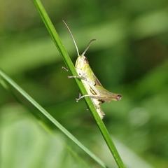 Pseudochorthippus parallelus