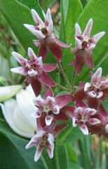 Asclepias