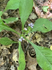 Elephantopus carolinianus
