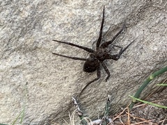 Tigrosa helluo