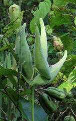 Asclepias