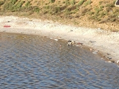 Himantopus himantopus