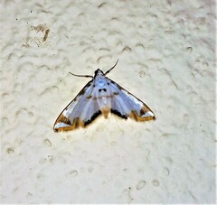Neurophyseta