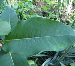 Asclepias