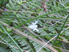 Campanula californica