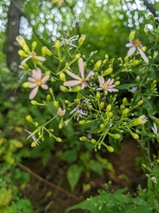 Symphyotrichum cordifolium
