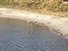 Himantopus himantopus