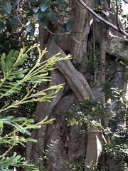 Ficus macrophylla