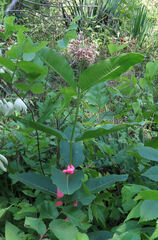 Asclepias