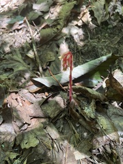 Monotropa hypopitys