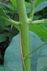 Asclepias