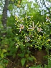 Symphyotrichum cordifolium