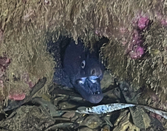 Muraena helena