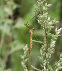 Nephrotoma ferruginea