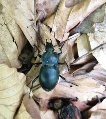 Carabus glabratus