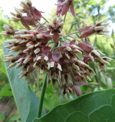 Asclepias