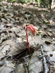 Monotropa hypopitys