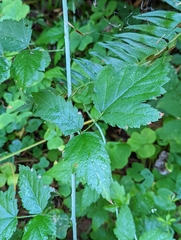 Rubus leucodermis